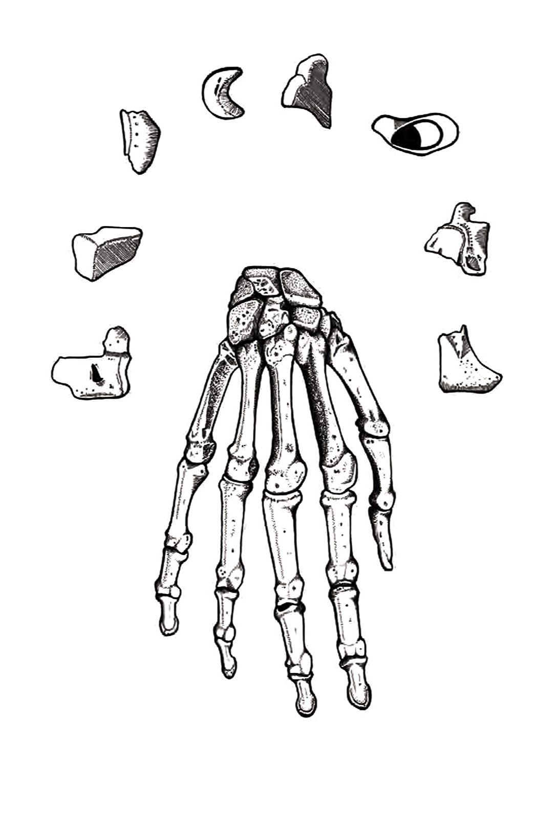 Line drawing of the bones of the hand.