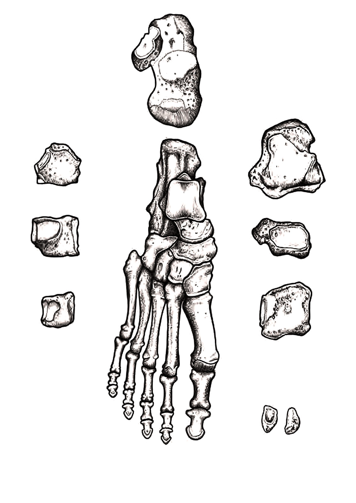 Line drawing of the bones of the foot.
