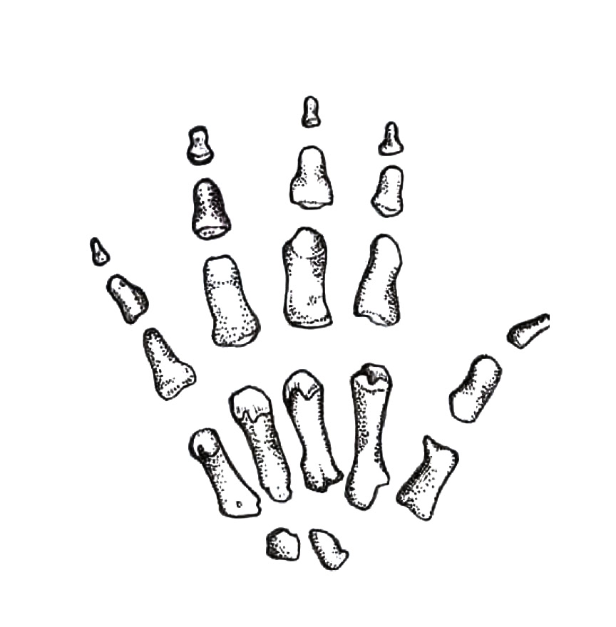 Drawing of the phalanges in isolation.