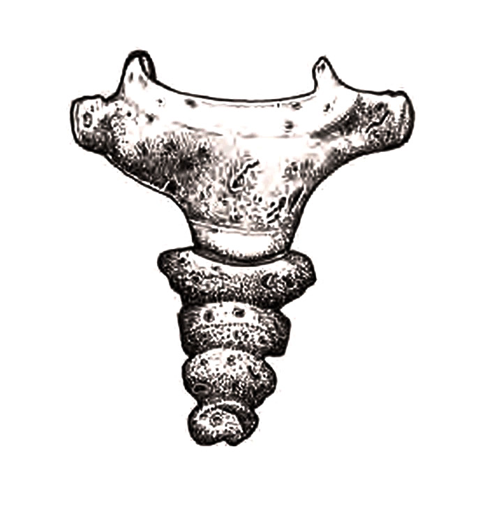 Drawing of the sacrum and coccyx.