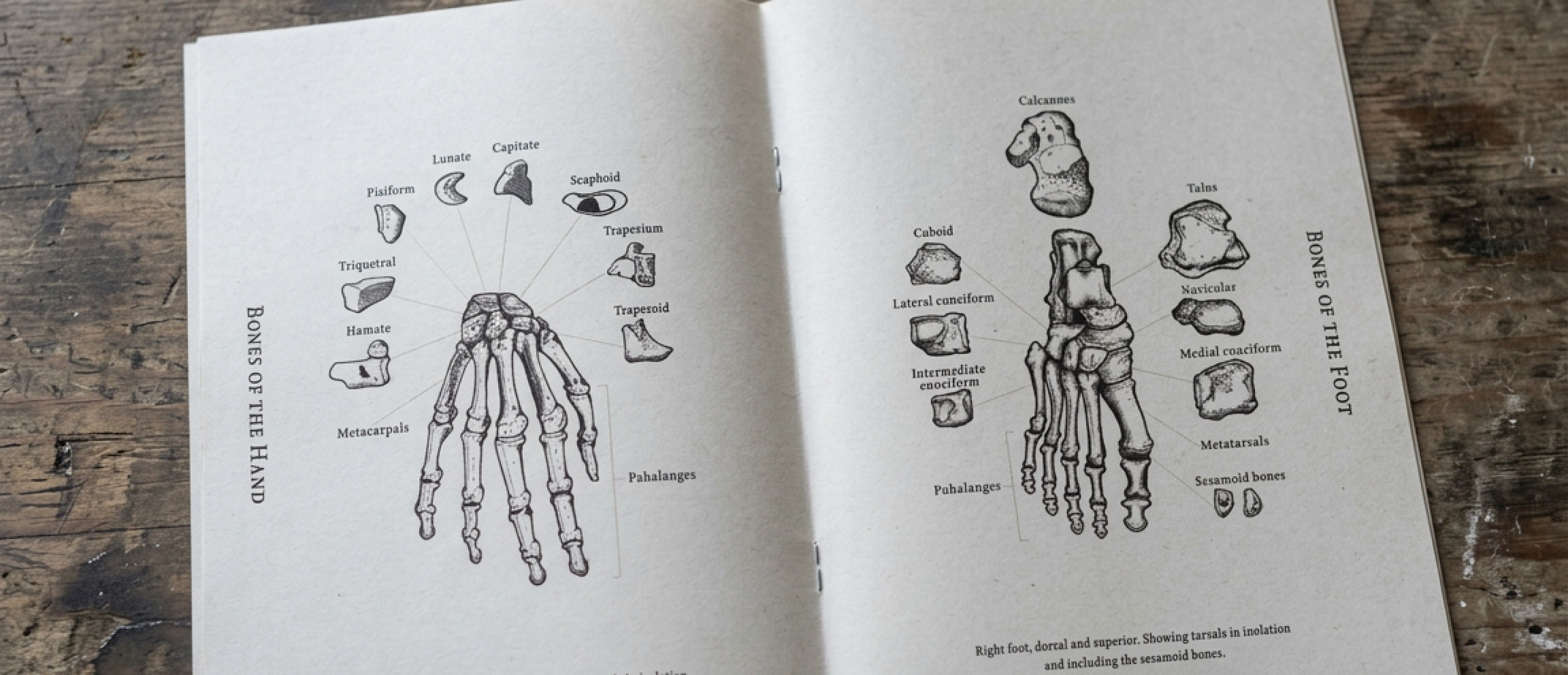 The manual open on a wooden table at the bones of the hand and foot.